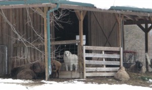 dog watching sheep for blog
