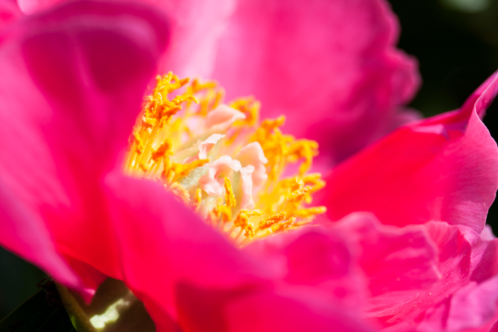 Peonies are some of my favorite flowers, and in my walk around the grounds, I found several varieties I'd never seen before. This deep pink bloom was just one example.