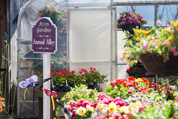 If annuals are what you're after, you'll find plants and flowers in every shade of the rainbow here.