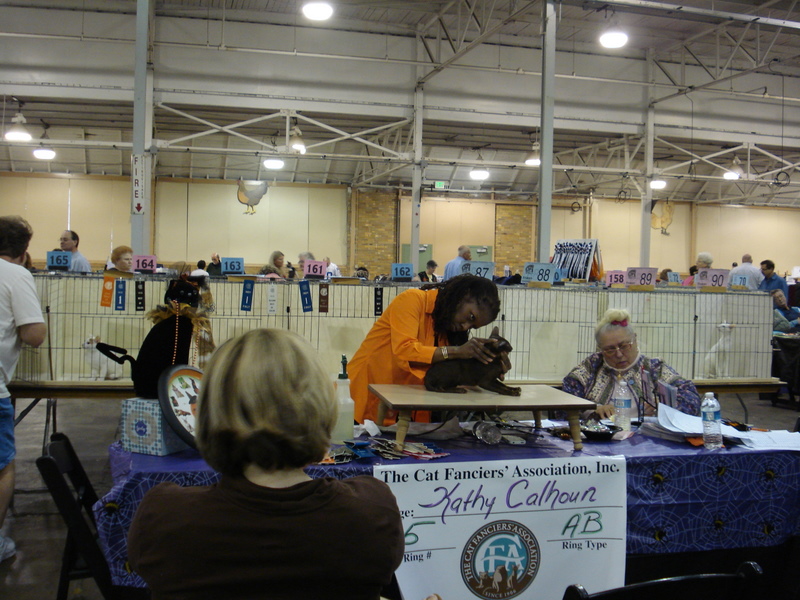 Indy Cat Club Cat Show Indy Cat Club Cat Show, Plainfield, Indiana