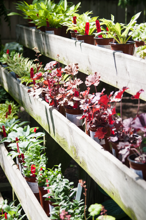 If you're on the hunt for shade-loving perennials, Avon Gardens is the place to go—and the selection extends well beyond hostas and ferns.