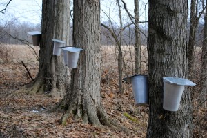 Maple trees are tapped at McCloud Nature Park for Maple Sirup Days!