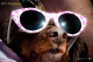 More fun at Dogtona Dog Show