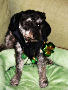 My dog Louis all ready for St. Patrick's Day.