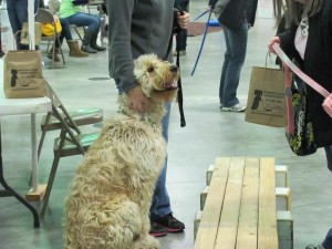 This dog (Max) is getting ready to "walk the plank."