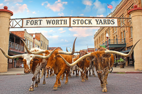 Image result for Part of parade at Fort Worth stockyards