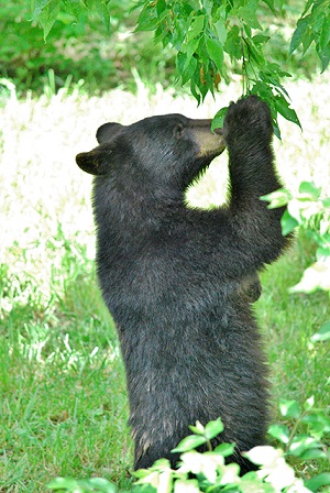 Cub at the Topeka Zoo Cub at the Topeka Zoo