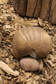 Baby armadillo at the Topeka Zoo Baby armadillo at the Topeka Zoo