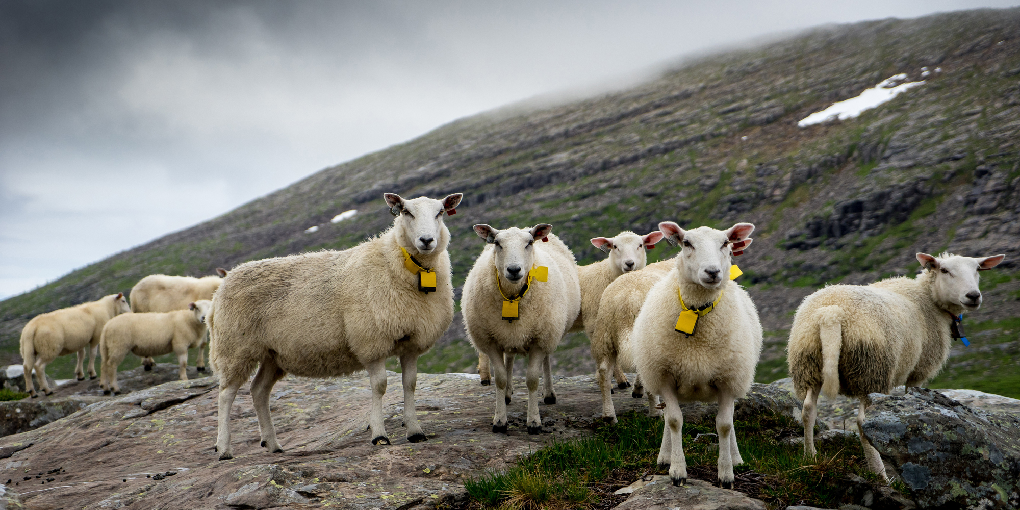 Happy Sheep Sheep Share The Norwegian Right To Roam But really the only tier that's been consistent in value is the 100 yen tier with the new drawing animation from their lost life artist vxcz. visit norway