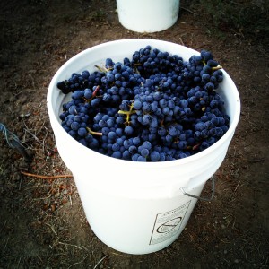 bucket of pinot noir
