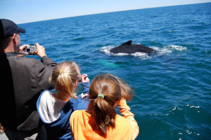 Whale Watching on Oregon Coast