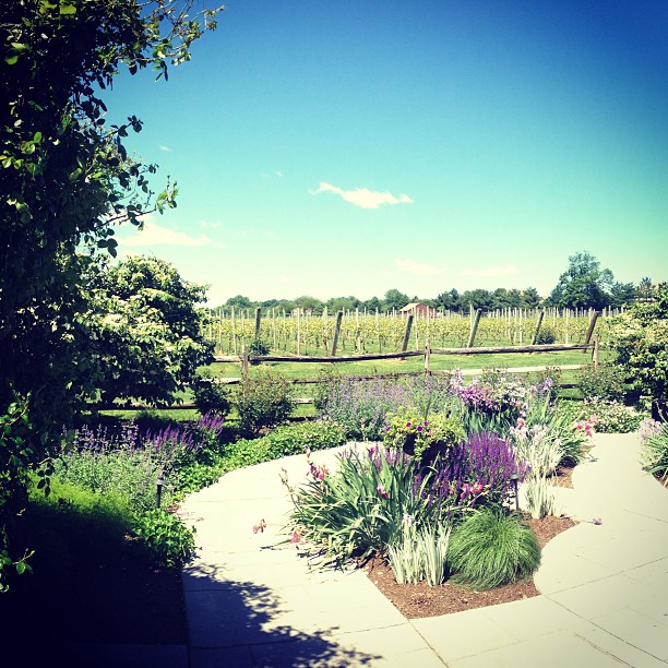 Captured by Instagram User @crossingvineyards