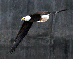 Eagle Update January 2020 - Kansas State School for the Blind