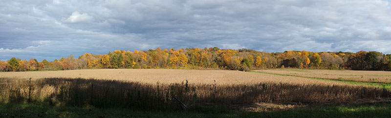 Field and Forest