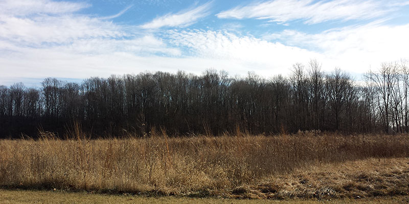 BC Field Sky