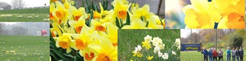 Daffodils