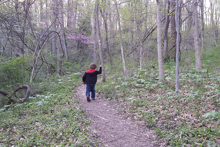 May Apples on Nash Trail.