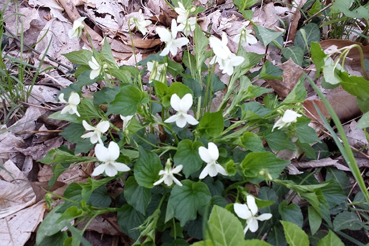 It's flower season! 