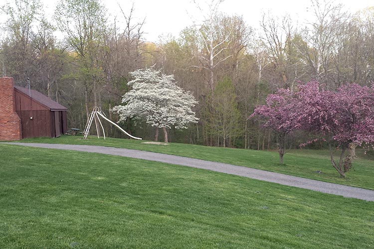 Nothing says spring like trees in bloom!