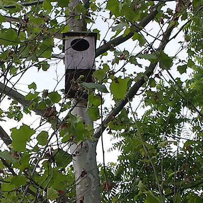 Owl Box