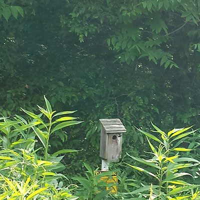 Bird Box