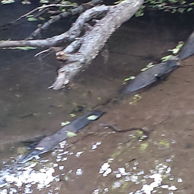 Snake Sighting