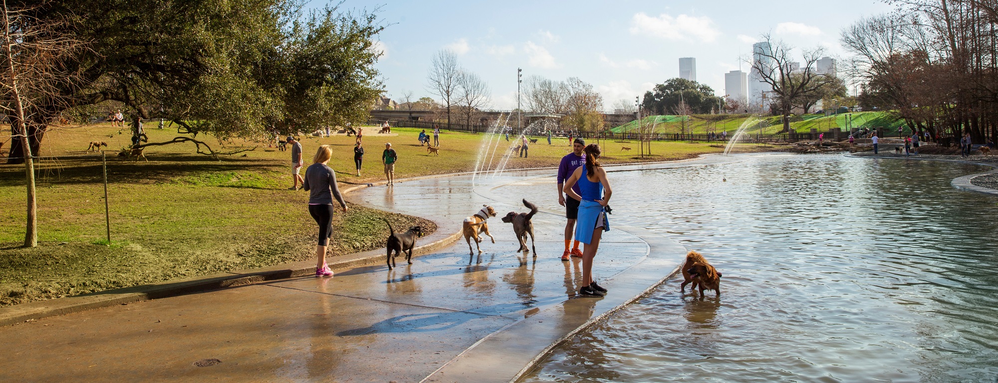 15 Pet Friendly Houston Hotels for a Pawsome Stay