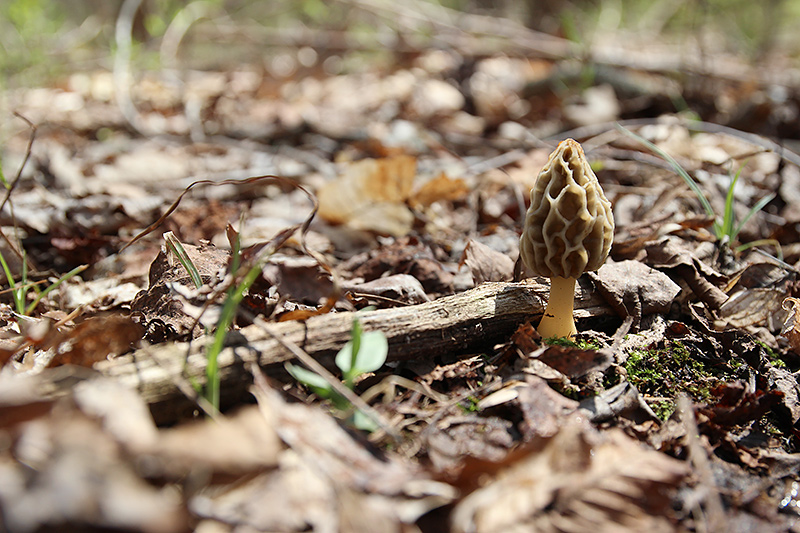 Morel Mushroom Morel Mushroom