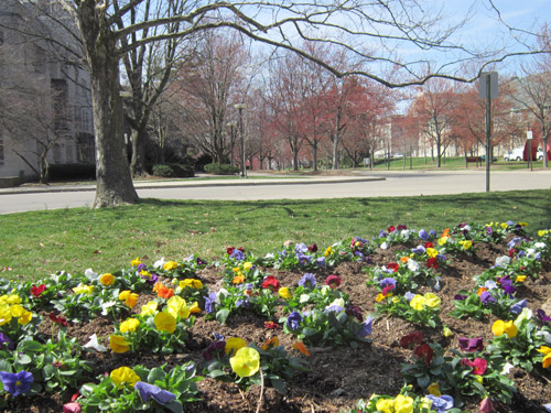 Spring flowers on campus Spring flowers on campus