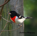 rose-breasted grosbeak rose-breasted grosbeak