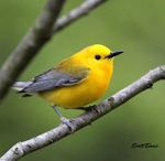 Prothonotary Warbler Prothonotary Warbler