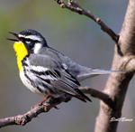 Yellow-Throated Warbler Yellow-Throated Warbler