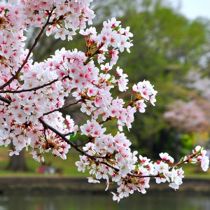 Cherry Blossoms at the Cherry Blossom Festival in Newark