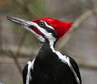 Bird Fest - Red headed woodpecker Fontainebleau