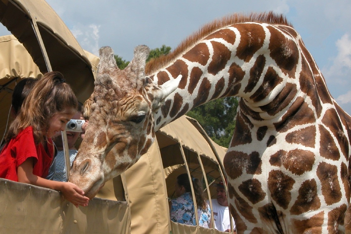 Global Wildlife Center, Folsom