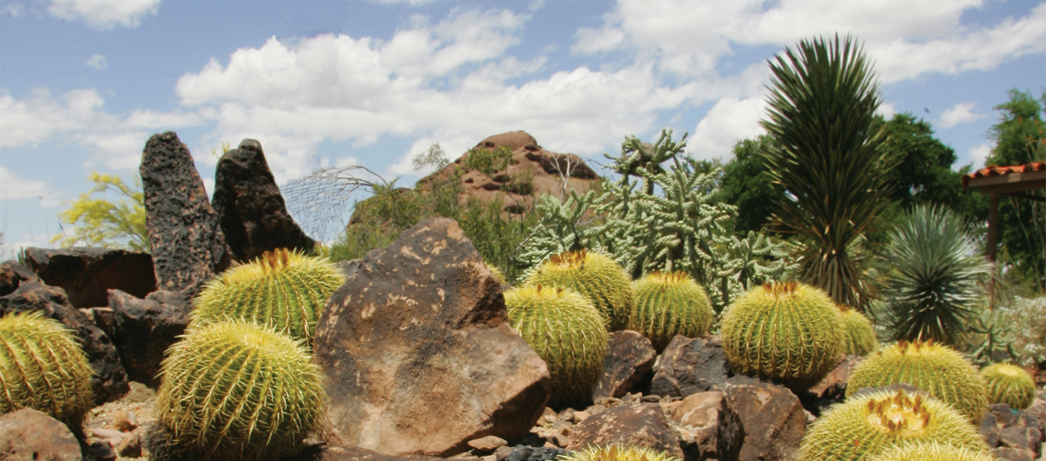 How to Make a Mini High Desert Cactus Garden 
