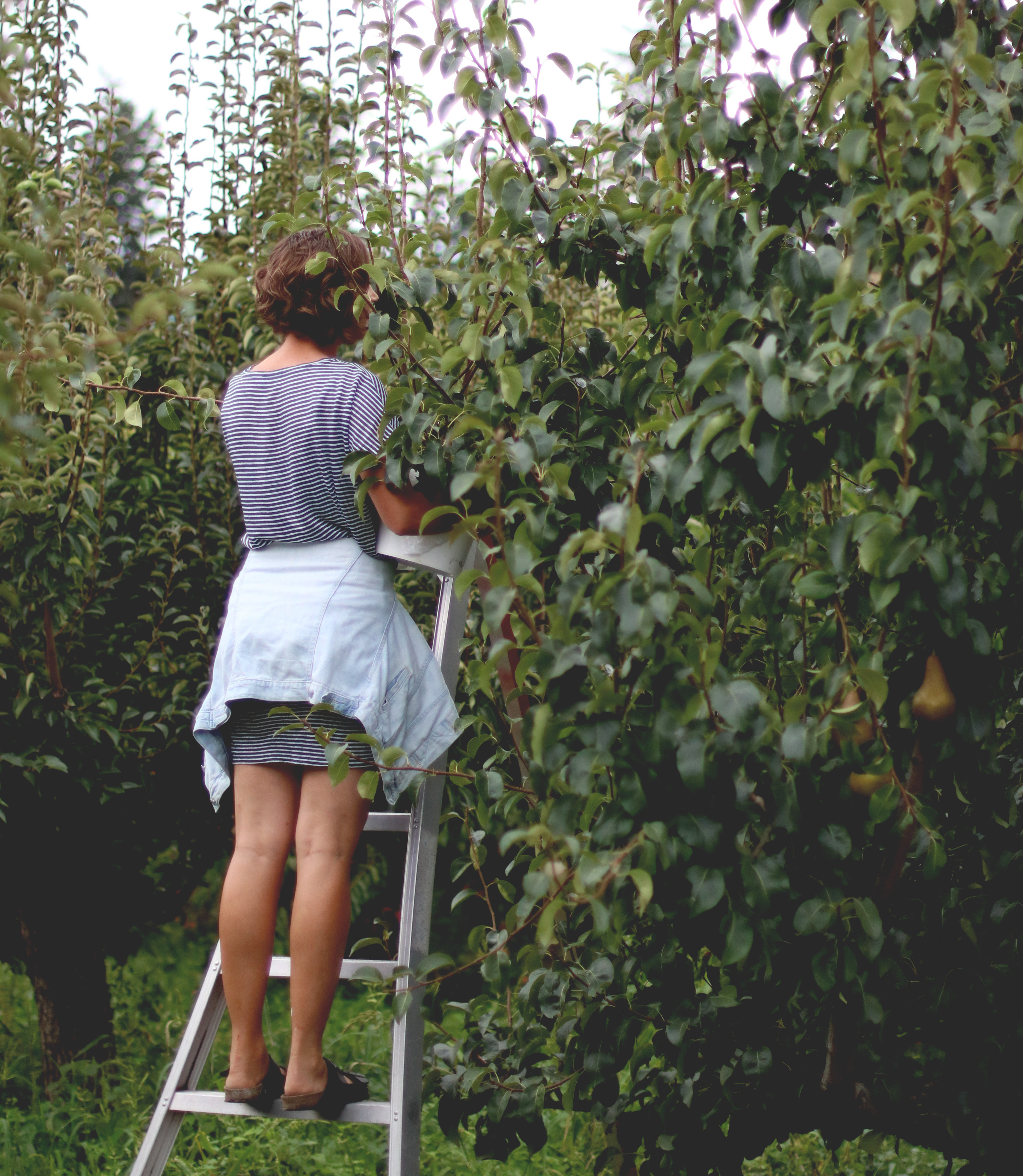 U-Picking in Kelowna