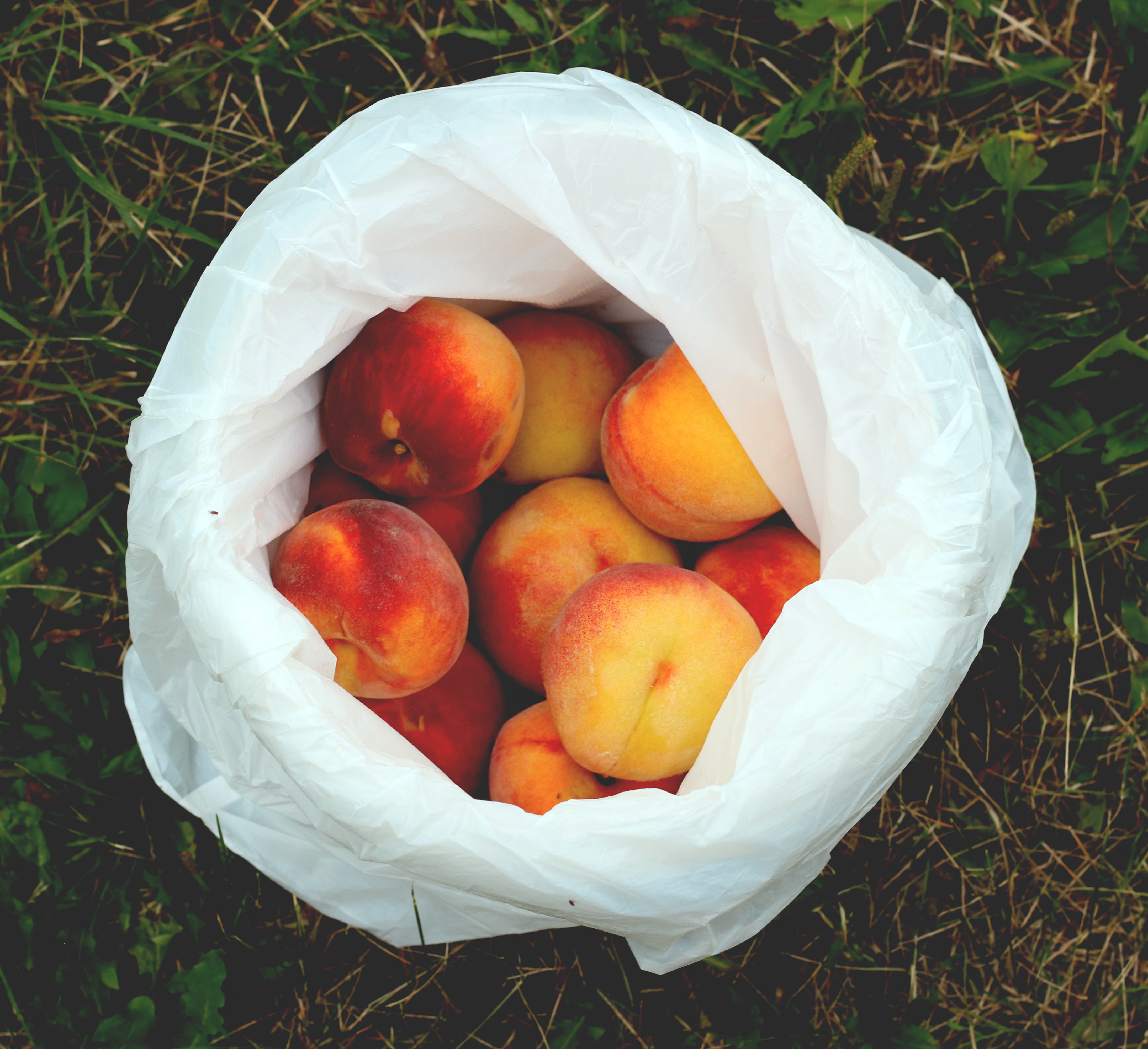 Paynter's Fruit Market