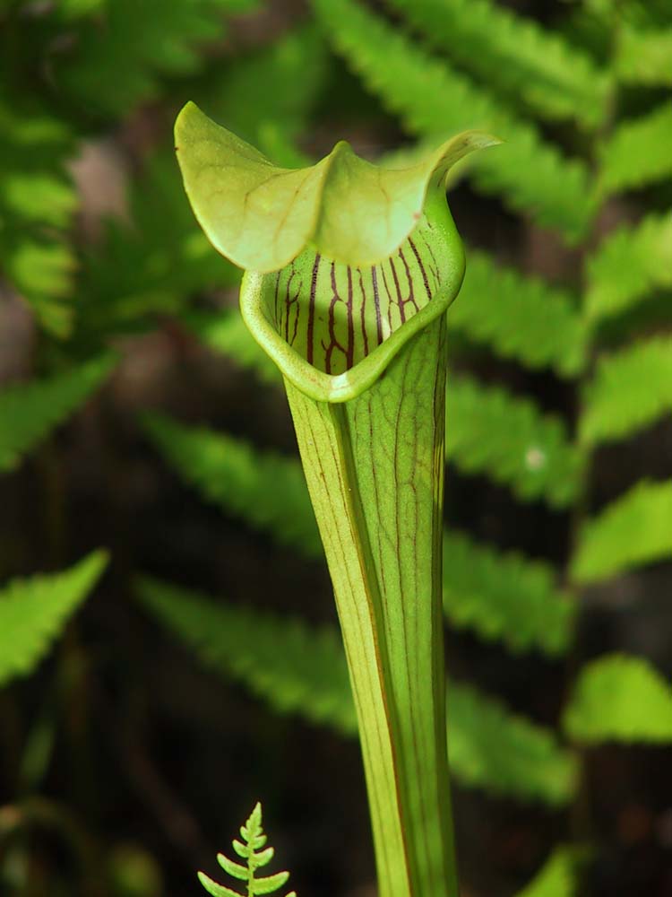 Pitcher Plant in the Big Thicket