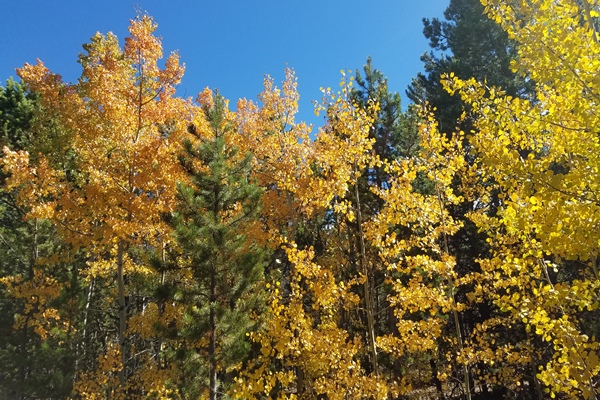 Fall Colors in Cheyenne