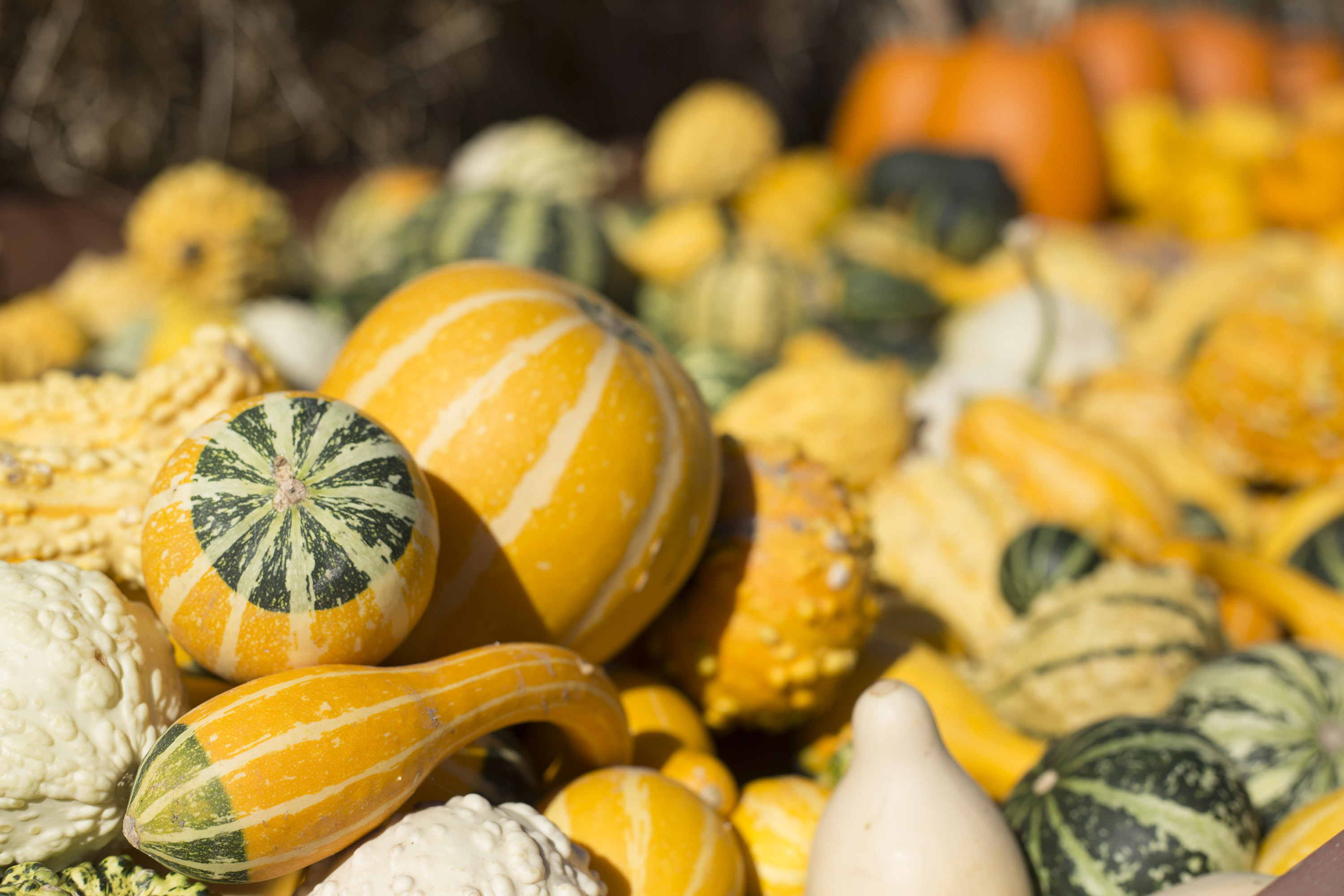 McMillan Gourds