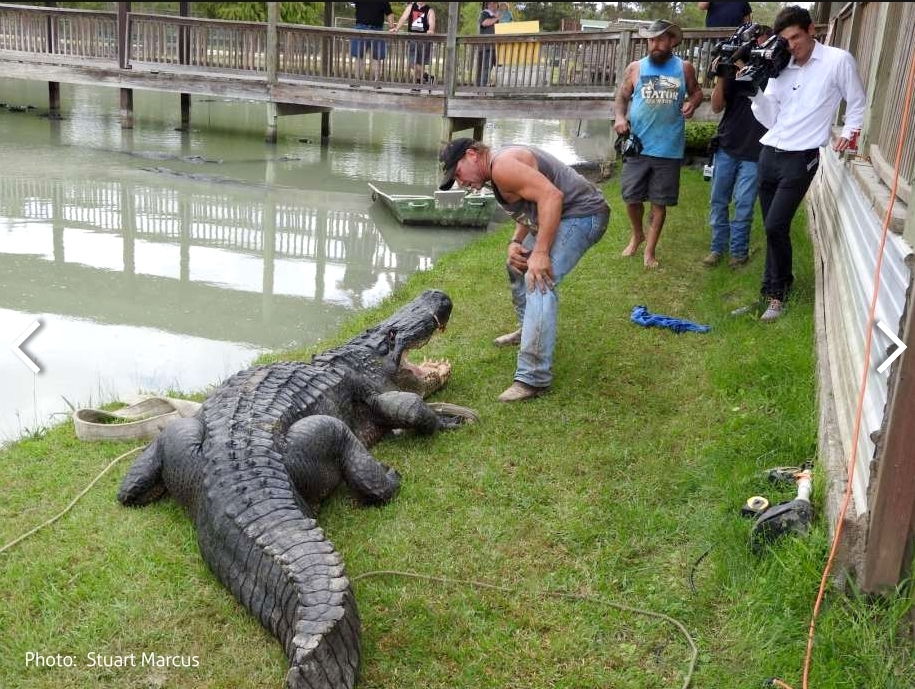 Gator Country's Big Texas