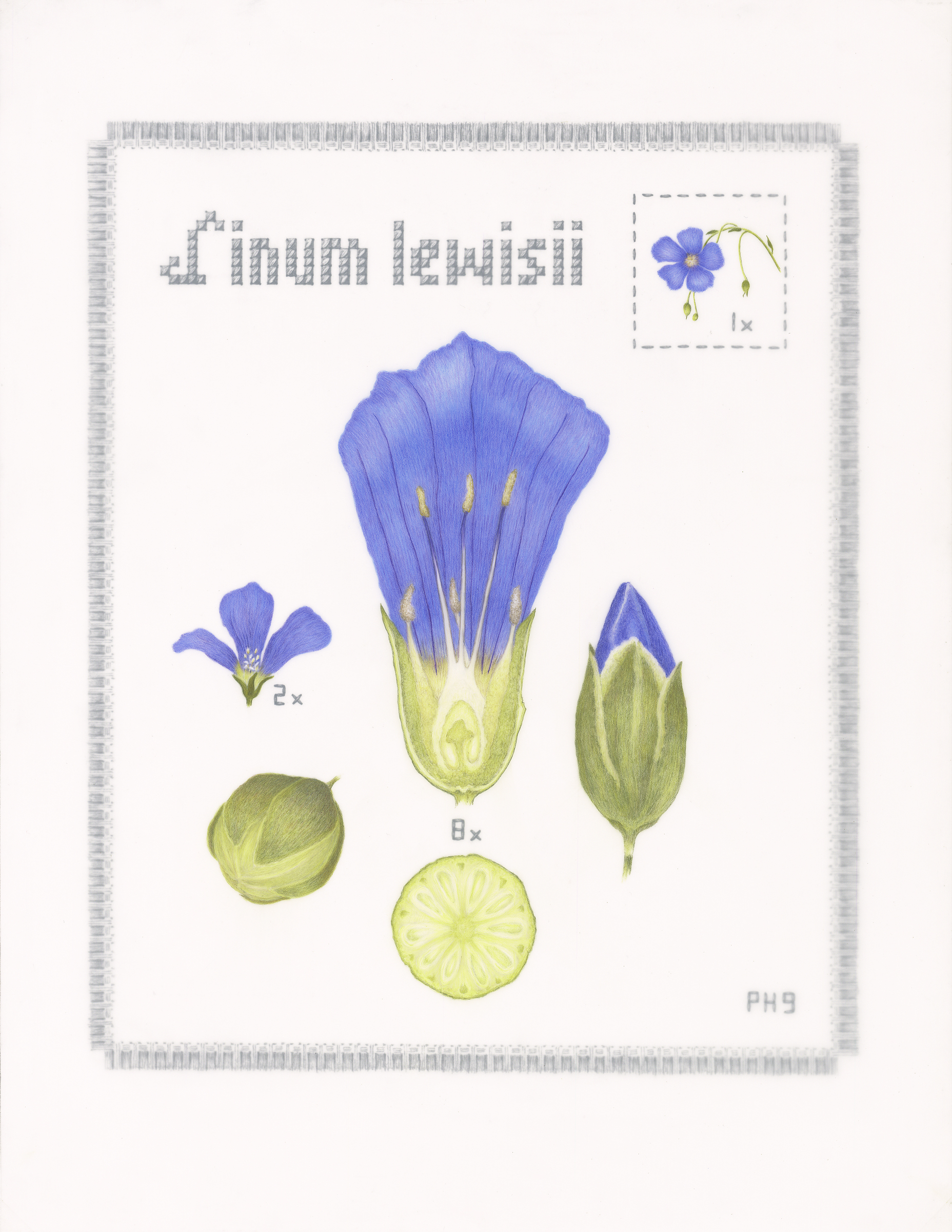 Linum Lewisii