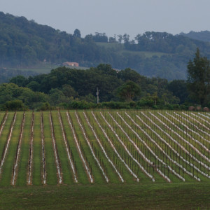 868 Estate Vineyards