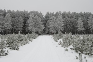 Plover River Ski Trail/Green Circle Trail (Photo: Jim Buchholz)