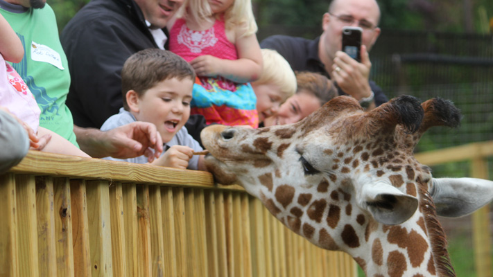 Cross 'feed a giraffe' off your bucket list at Elmwood Park Zoo. Cross 'feed a giraffe' off your bucket list at Elmwood Park Zoo.