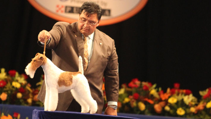 2000 dogs compete for Best in Show at the National Dog Show November 14-15