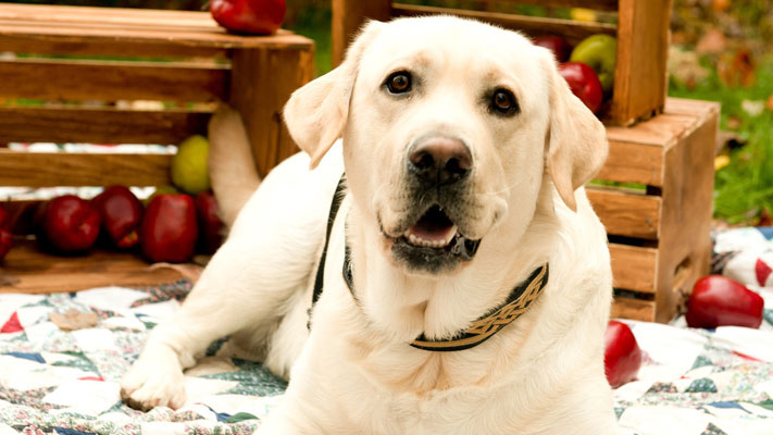 All dogs are perfect dogs. Right, Parker? All dogs are perfect dogs. Right, Parker?