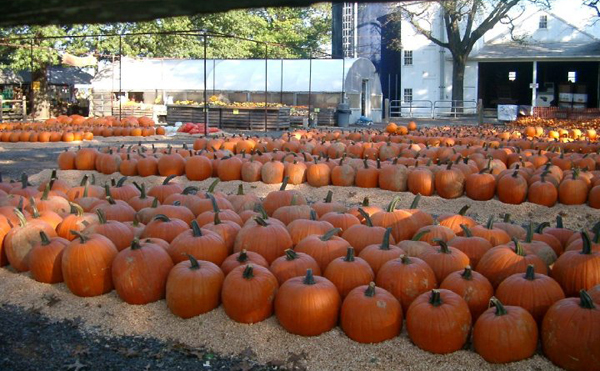 can you spot the ghoulishly cool white pumpkins?