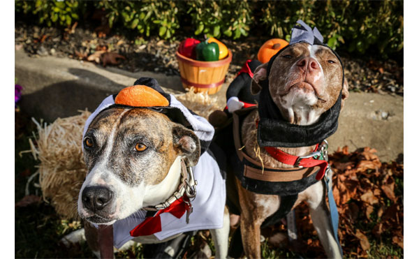 the most adorable octoberfest yet comes to upper merion farmers market the most adorable octoberfest yet comes to upper merion farmers market
